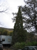 PICTURES/Ramsey Canyon Inn & Preserve/t_Ramsey Canyon Inn - Big Pine Tree .JPG